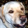 Labrador_Retriever1(3)