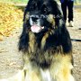 Leonberger(1)