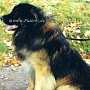 Leonberger(2)