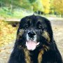 Leonberger(3)