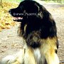 Leonberger(4)