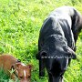 Mallorquinischer_Schaeferhund+Patterdale_Terrier1(1)