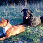 Mallorquinischer_Schaeferhund_und_Patterdale_Terrier2(1)