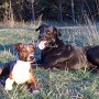 Mallorquinischer_Schaeferhund_und_Patterdale_Terrier2(2)