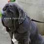 Mastino_Napoletano1(5)