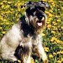 Mittelschnauzer1(1)