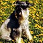 Mittelschnauzer1(2)