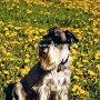 Mittelschnauzer1(3)