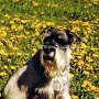 Mittelschnauzer1(4)