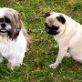 Mops+Shih_Tzu1(1)