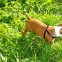 Patterdale_Terrier1(2)