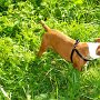 Patterdale_Terrier1(2)