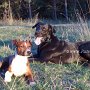 Patterdale_Terrier_und_Mallorquinischer_Schaeferhund2(2)