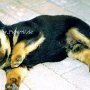 Rottweiler0(2)