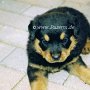 Rottweiler0(3)