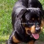 Rottweiler1(1)