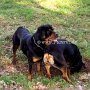 Rottweiler1(12)