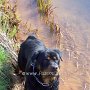 Rottweiler1(14)