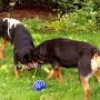 Rottweiler1(5)