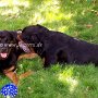 Rottweiler1(7)