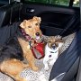 Welsh_Terrier+P_Jack_Russell_Terrier1(5)