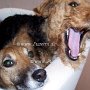 Welsh_Terrier+P_Jack_Russell_Terrier1(7)