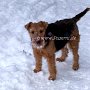 Welsh_Terrier1(10)