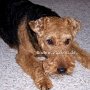 Welsh_Terrier1(3)