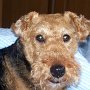 Welsh_Terrier2(1)