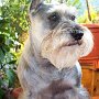 Zwergschnauzer1(9)