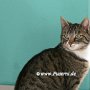 Hauskatze1(5)