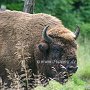 Bison1(2)