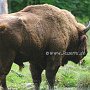 Bison1(4)