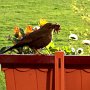 Amsel1(11)