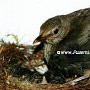 Amsel1(35)a