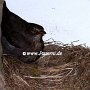 Amsel1(4)