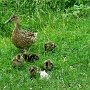 Enten1(1)